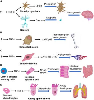 Tumor Necrosis Factor Alpha Signaling and Organogenesis